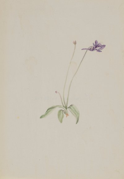 Pinguicula vulgaris, ca. início da década de 1930. de Mary Vaux Walcott