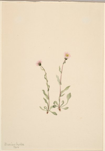 Erva-de-são-joão (Erigeron jucundus) de Mary Vaux Walcott