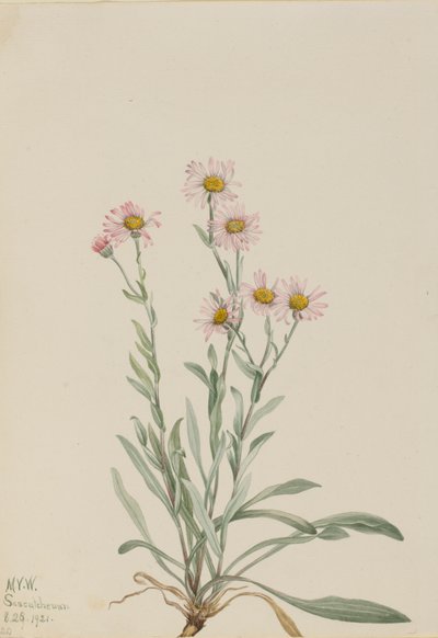 Pink Fleabane Erigeron caespitosus, 1921. de Mary Vaux Walcott