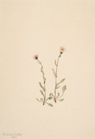 Rosa Fleabane Erigeron jucundus, 1904 de Mary Vaux Walcott