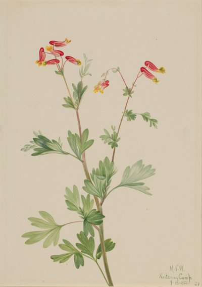 Pink Fumeroot Capnoides sempervirens, 1922. de Mary Vaux Walcott