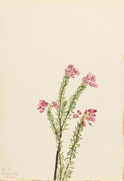 Urze rosa da montanha (Phyllodoce empetriformis) de Mary Vaux Walcott