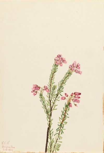 Pink Mountain Heather Phyllodoce empetriformis, 1924. de Mary Vaux Walcott