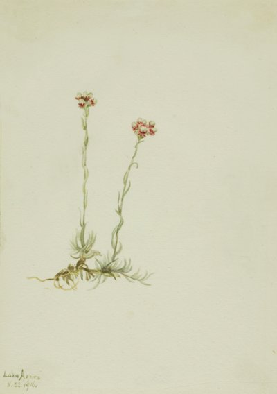 Pussytoes Antennaria rosea, 1916. de Mary Vaux Walcott