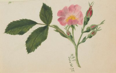 Rosa cor-de-rosa de Mary Vaux Walcott
