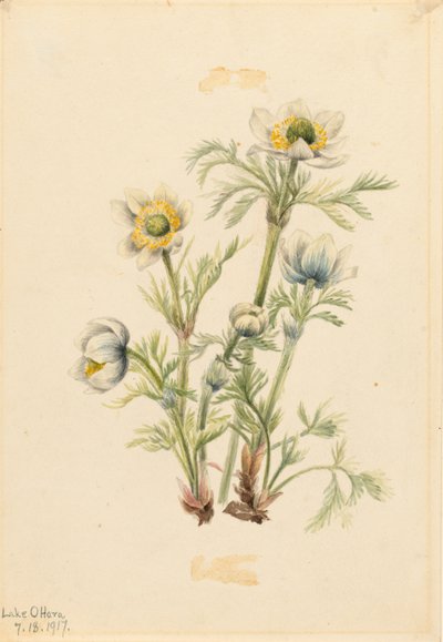 Anémona de Pluma (Pulsatilla occidentalis) de Mary Vaux Walcott