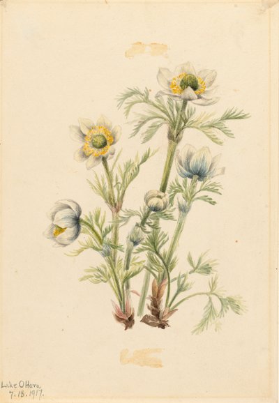 Plume Anemone Pulsatilla occidentalis, 1917. de Mary Vaux Walcott