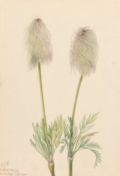 Plume Anemone Pulsatilla occidentalis, 1923. de Mary Vaux Walcott