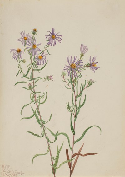 Prairie Aster Aster campestris, 1923. de Mary Vaux Walcott