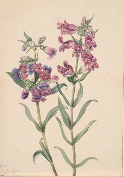 Prairie Pentstemon Pentstemon erianthera, 1923. de Mary Vaux Walcott