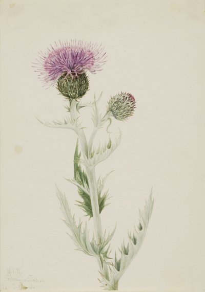 Cardo das pradarias (Cirsium undulatum) de Mary Vaux Walcott