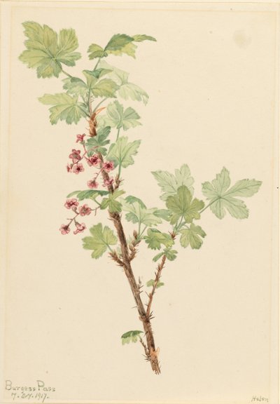 Groselha espinhosa (Ribes lacustre) de Mary Vaux Walcott