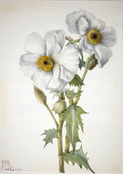 Papoila espinhosa (Argemone hispeda) de Mary Vaux Walcott
