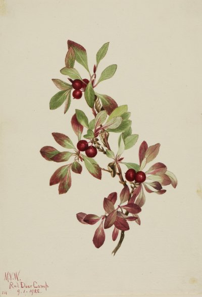 Bagaço de lagarto (Arctous alpina) de Mary Vaux Walcott