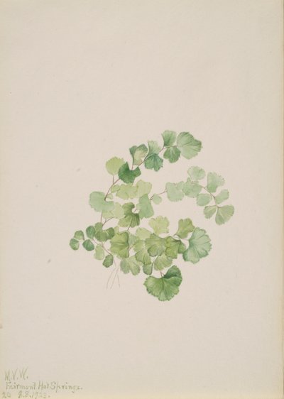Lithospermum rubrale, 1923 de Mary Vaux Walcott