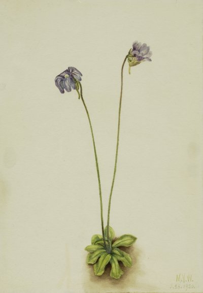 Roxo Butterwort Pinguicula elatior, 1920. de Mary Vaux Walcott