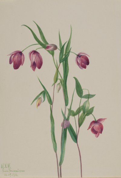 Lanterna de fada roxa (Calochortus anoenum) de Mary Vaux Walcott