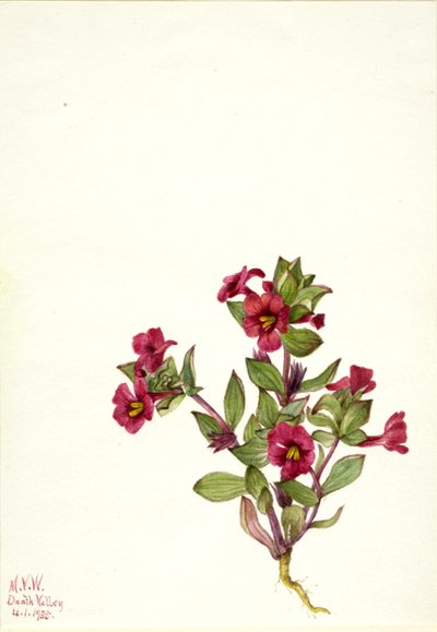Purple Monkey-Flower Mimulus bigelovii, 1935. de Mary Vaux Walcott