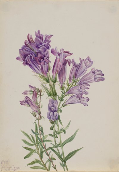 Pentstemon roxo (Pentstemon lyallii) de Mary Vaux Walcott