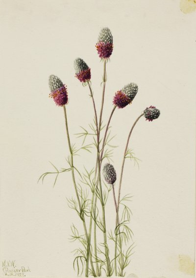 Trepadeira-roxa (Petalostemon purpureum) de Mary Vaux Walcott