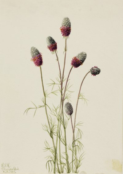 Prairieclover Petalostemon purpureum púrpura roxo, 1927. de Mary Vaux Walcott