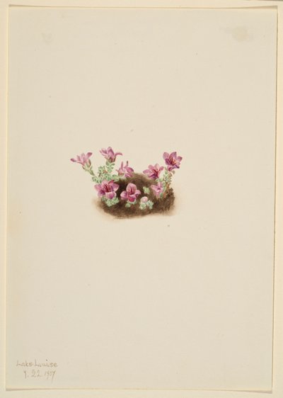 Saxifrage roxa (Saxifrage oppositifolia) de Mary Vaux Walcott