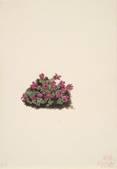 Saxifrage Saxifraga oppositifolia púrpura, 1924. de Mary Vaux Walcott