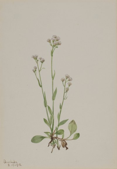 Pussy-Toes Antennaria racemosa, 1918. de Mary Vaux Walcott