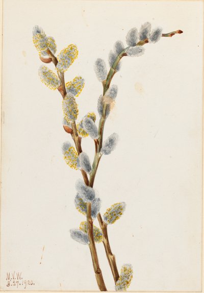 Salgueiro-da-índia (Salix discolor) de Mary Vaux Walcott