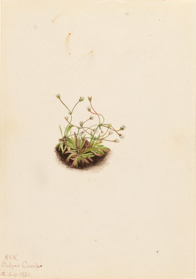 Androsace pigmeu (Androsace subumbellata) de Mary Vaux Walcott