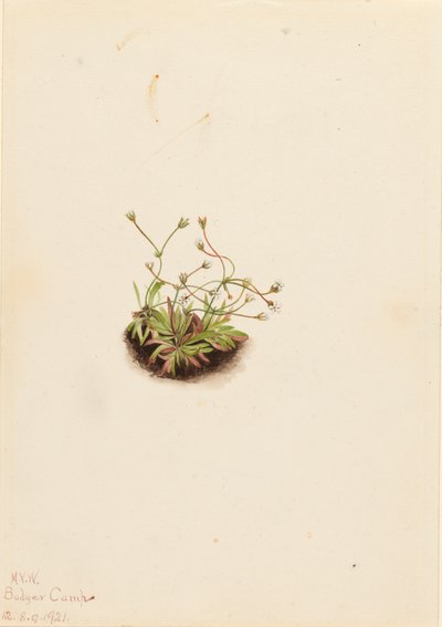 Pygmy Androsace Androsace subumbellata, 1921. de Mary Vaux Walcott