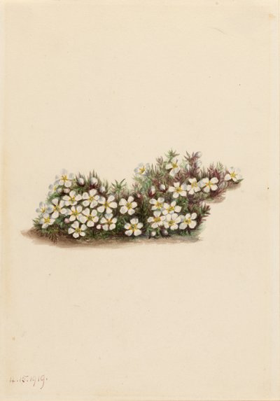 Picea (Pyxidanthera barbulata) de Mary Vaux Walcott