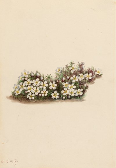 Pyxie Pyxidanthera barbulata, 1919. de Mary Vaux Walcott