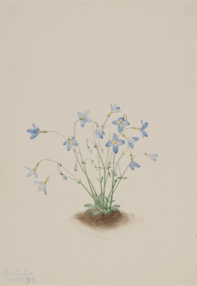 Quakerladies (Houstonia caerulea) de Mary Vaux Walcott