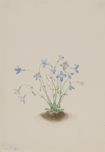Quakerladies Houstonia caerulea, 1917. de Mary Vaux Walcott
