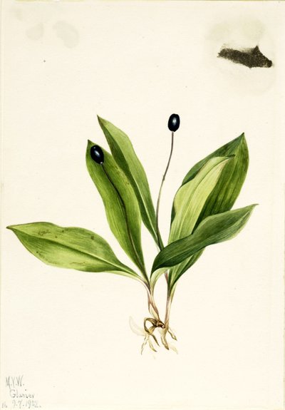 Queencup (Clintonia uniflora) de Mary Vaux Walcott