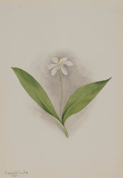 Queencup Clintonia uniflora, 1902. de Mary Vaux Walcott