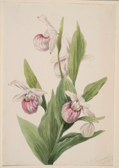 Chinelo-da-rainha (Cypripedium reginae) de Mary Vaux Walcott
