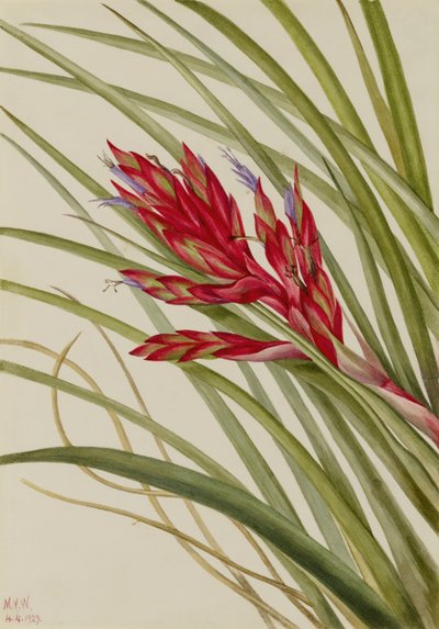 Tillandsia de folhas em espiral (Tillandsia fasciculata) de Mary Vaux Walcott