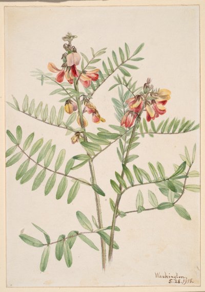 Rabanete (Cracca virginiana) de Mary Vaux Walcott