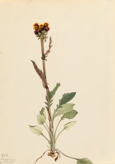 Rayless Groundsel Senecio pauciflorus, 1921. de Mary Vaux Walcott