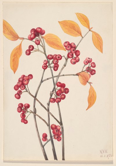 Red Chokeberry Aronia arbutifolia, 1920. de Mary Vaux Walcott