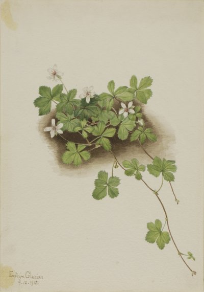 Bagaço vermelho (Rubus pedatus) de Mary Vaux Walcott