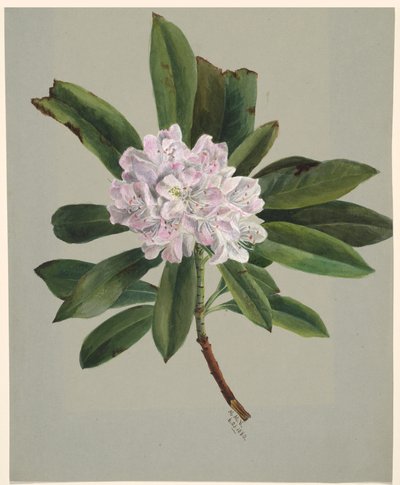 Rhododendron Rhododendron máximo, 1880. de Mary Vaux Walcott