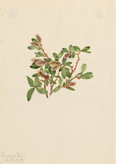 Rock Willow Salix Petrophila, 1917. de Mary Vaux Walcott