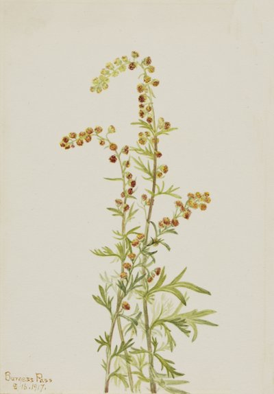 Rocha Artemísia Artemisia discolor, 1917. de Mary Vaux Walcott