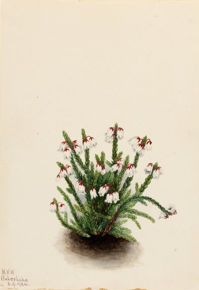 Cassiope das Montanhas Rochosas (Cassiope mertensiana) de Mary Vaux Walcott