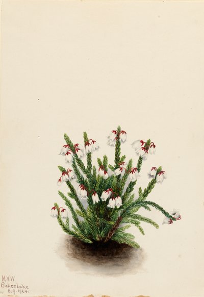 Rocky Mountain Cassiope Cassiope mertensiana, 1924. de Mary Vaux Walcott