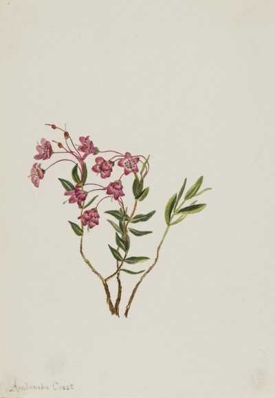 Kalmia das Montanhas Rochosas (Kalmia microphylla) de Mary Vaux Walcott