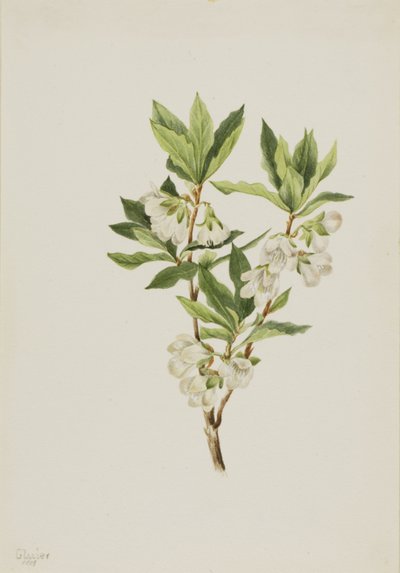 Rododendro das Montanhas Rochosas (Rhododendron albiflorum) de Mary Vaux Walcott